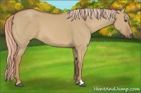 Horse Color:Palomino Dun