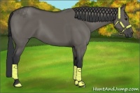 Horse Color:Grullo