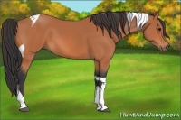 Horse Color:Bay Tobiano 