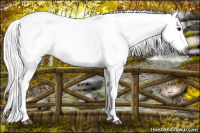Horse Color:Gray Black Frame Appaloosa 