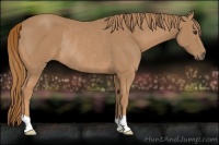 Horse Color:Chestnut Rabicano 