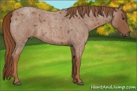 Horse Color:Red Roan