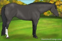 Horse Color:Black 
