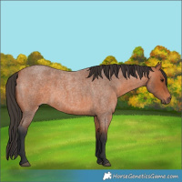 Horse Color:Bay Roan 
