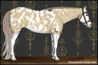 Horse Color:Chocolate Palomino Dun Splash Appaloosa