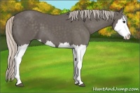 Horse Color:Silver Black Splash 