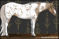 Horse Color:Silver Brown Dun Tobiano Frame Near Leopard Rabicano 