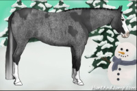 Horse Color:Blue Roan Sabino Splash  and Gray Blue Roan Sabino Splash 