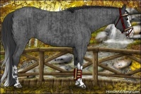 Horse Color:Blue Roan Sabino Splash  and Blue Roan Sabino Splash 