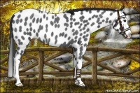 Horse Color:Blue Roan Splash Near Leopard 