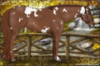 Horse Color:White Spotted Chestnut 