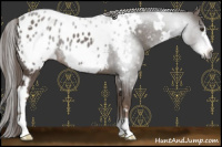 Horse Color:Gray White Spotted Chestnut Frame Appaloosa 
