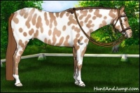 Horse Color:Bay Pearl Appaloosa 