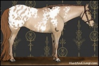 Horse Color:Bay Pearl Appaloosa 