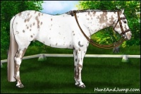 Horse Color:Black Pearl Near Leopard  and Black Pearl Blanket 