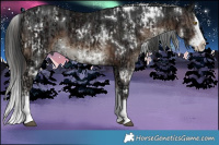 Horse Color:White Spotted Liver Chestnut Ice Sabino Splash and White Spotted Brown Ice Sabino Splash