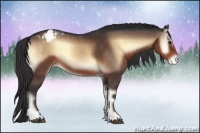 Horse Color:Brown Onyx Appaloosa 