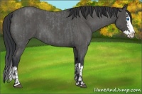 Horse Color:Blue Roan Sabino Splash and Blue Roan Sabino Splash