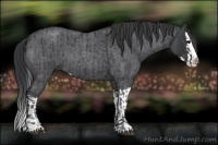 Horse Color:Blue Roan Sabino Splash and Blue Roan Sabino Splash