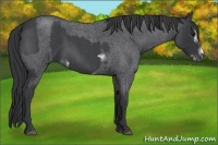 Horse Color:Blue Roan Sabino Splash and Blue Roan Sabino Splash Frame
