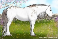 Horse Color:Liver Red Dun Sabino Rabicano 