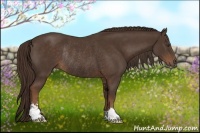 Horse Color:Liver Chestnut Sabino Rabicano