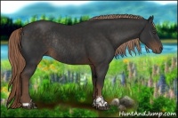 Horse Color:Liver Chestnut Sabino Rabicano 