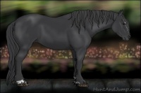 Horse Color:Black Sabino 