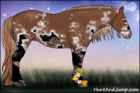 Horse Color:White Spotted Chestnut Frame 