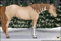Horse Color:Chestnut Pearl Rabicano 