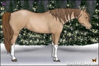 Horse Color:Brown Pearl Rabicano
