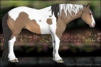 Horse Color:Buckskin Sabino Tobiano 