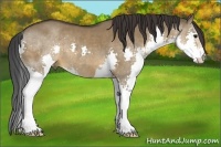Horse Color:Brown Dun Splash