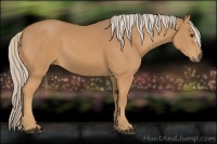 Horse Color:Palomino
