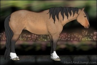 Horse Color:Bay Dun