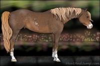 Horse Color:Liver Chestnut Sabino 