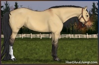 Horse Color:Bay Dun