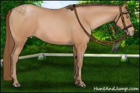 Horse Color:Bay Pearl