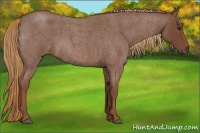 Horse Color:Red Roan 