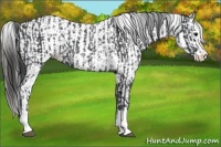 Horse Color:Blue Roan Sabino Splash and Blue Roan Sabino Splash Leopard