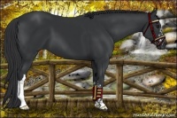 Horse Color:Black and Black