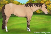 Horse Color:Amber Champagne