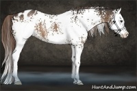 Horse Color:White Spotted Liver Chestnut Sabino Splash Blanket Rabicano