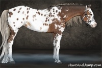 Horse Color:Liver Chestnut Sabino Splash Appaloosa Rabicano