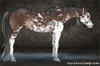 Horse Color:Liver Chestnut Sabino Rabicano 