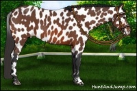 Horse Color:Bay Roan Leopard