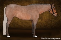 Horse Color:Silver Brown Roan
