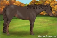 Horse Color:Liver Chestnut 