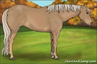 Horse Color:Palomino 