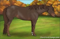 Horse Color:Liver Chestnut 